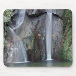 Afrika, Oeganda, ondoordringbaar regenwoud van Bwi Muismat