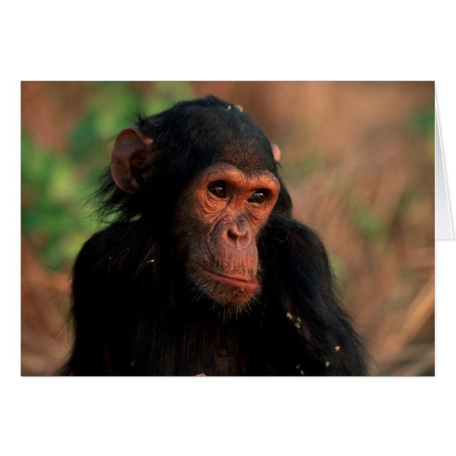 Afrika, Oost-Afrika, Tanzania (Voorkant Horizontaal)