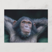 Afrika, Oost-Afrika, Tanzania, Gombe National 2 Briefkaart (Voorkant)