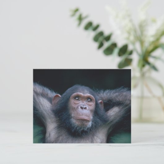 Afrika, Oost-Afrika, Tanzania, Gombe National 2 Briefkaart (Staand voorkant)