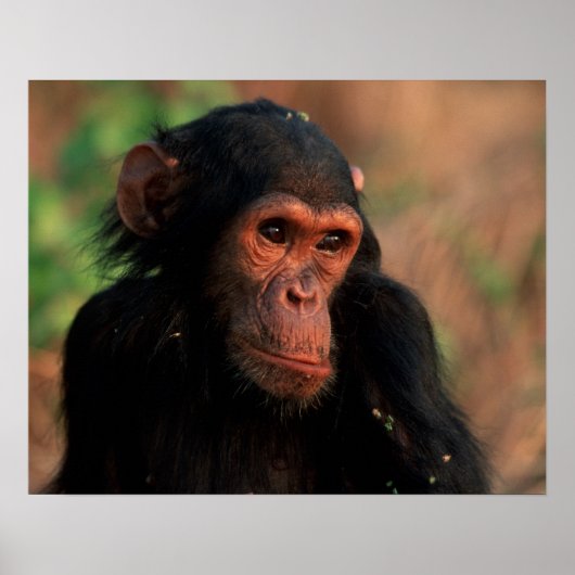 Afrika, Oost-Afrika, Tanzania, Gombe National 4 Poster (Voorkant)