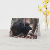 Afrika, Oost-Afrika, Tanzania, Gombe National Kaart (Gele Bloem)