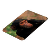 Afrika, Oost-Afrika, Tanzania Magneet (Linkerzijde)