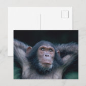 Afrika, Oost-Afrika, Tanzania, Nationaal Gombe Briefkaart (Voorkant / Achterkant)