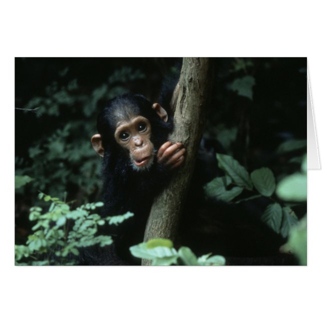 Afrika, Oost-Afrika, Tanzania, Nationaal park Gomb (Voorkant Horizontaal)