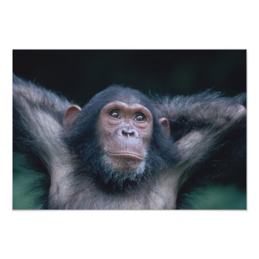 Afrika, Oost-Afrika, Tanzania, Nationaal park Gomb Foto Afdruk (Voorkant)