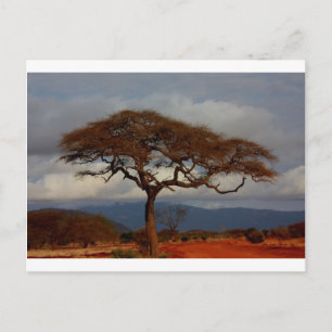 Afrika Safari Natuur Savanne Bestemming Personalis Briefkaart