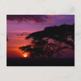 AFRIKA: Serengeti Sunset Briefkaart