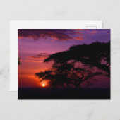 AFRIKA: Serengeti Sunset Briefkaart (Voorkant / Achterkant)