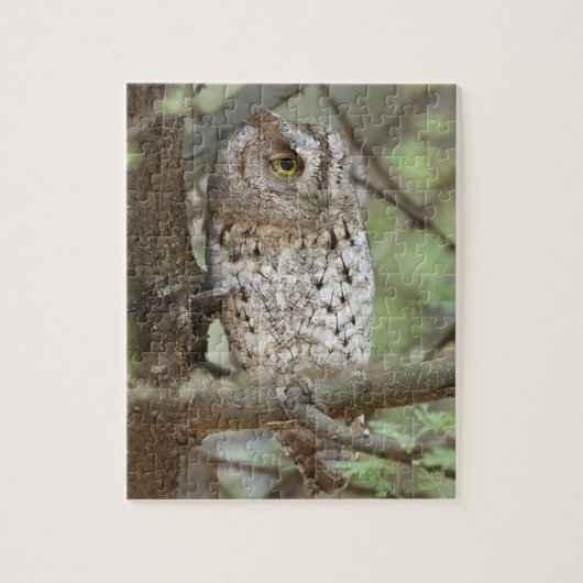 Afrika. Tanzania. Afrikaanse politie Owl in Tarang Legpuzzel (Verticaal)