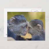 Afrika. Tanzania. Blauwe aap moeder met jonge Briefkaart (Voorkant / Achterkant)