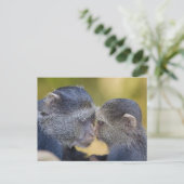 Afrika. Tanzania. Blauwe aap moeder met jonge Briefkaart (Staand voorkant)