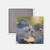 Afrika. Tanzania. Blauwe aap moeder met jonge Magneet (Voorkant / Achterkant)