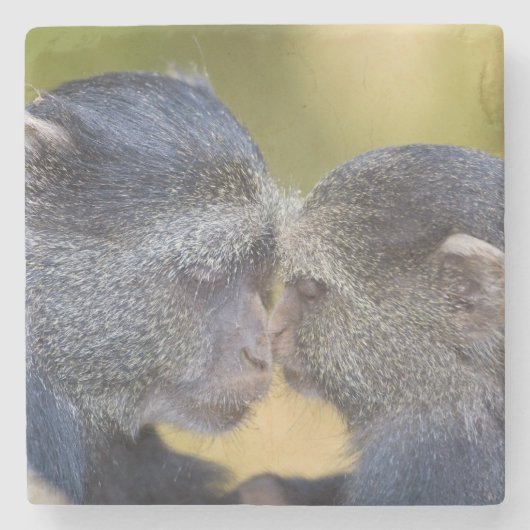 Afrika. Tanzania. Blauwe aap moeder met jonge Stenen Onderzetter (Voorkant)