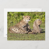 Afrika. Tanzania. Cheetah moeder en cubs 2 Briefkaart (Voorkant / Achterkant)