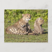 Afrika. Tanzania. Cheetah moeder en cubs 2 Briefkaart (Voorkant)