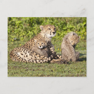 Afrika. Tanzania. Cheetah moeder en cubs 2 Briefkaart