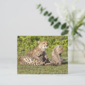 Afrika. Tanzania. Cheetah moeder en cubs 2 Briefkaart (Staand voorkant)