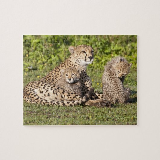 Afrika. Tanzania. Cheetah moeder en cubs 2 Legpuzzel (Horizontaal)