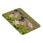 Afrika. Tanzania. Cheetah moeder en cubs 2 Magneet (Rechterzijde)