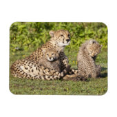 Afrika. Tanzania. Cheetah moeder en cubs 2 Magneet (Horizontaal)