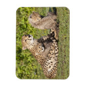 Afrika. Tanzania. Cheetah moeder en cubs 2 Magneet (Verticaal)