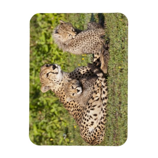Afrika. Tanzania. Cheetah moeder en cubs 2 Magneet (Verticaal)