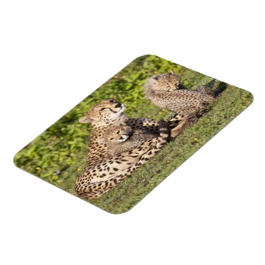 Afrika. Tanzania. Cheetah moeder en cubs 2 Magneet (Linkerzijde)
