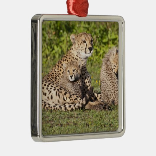Afrika. Tanzania. Cheetah moeder en cubs 2 Metalen Ornament (Rechts)