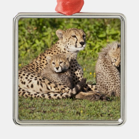 Afrika. Tanzania. Cheetah moeder en cubs 2 Metalen Ornament (Voorkant)