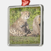 Afrika. Tanzania. Cheetah moeder en cubs 2 Metalen Ornament (Links)