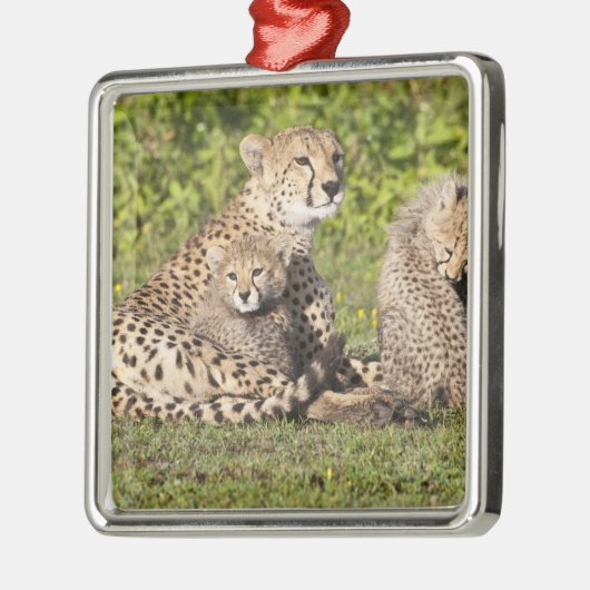 Afrika. Tanzania. Cheetah moeder en cubs 2 Metalen Ornament (Links)