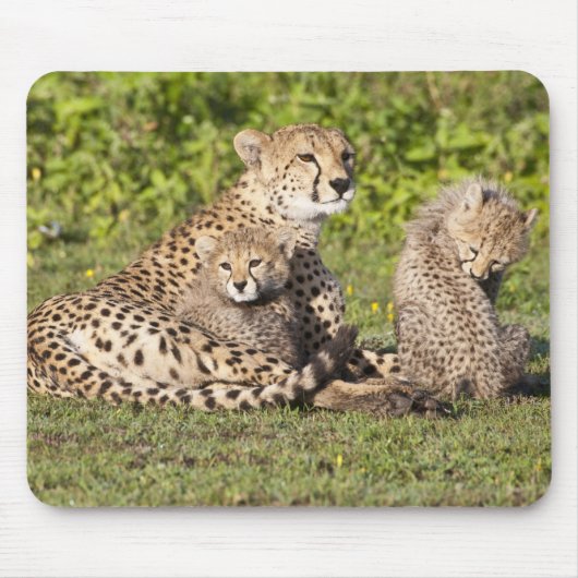 Afrika. Tanzania. Cheetah moeder en cubs 2 Muismat (Voorkant)
