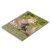 Afrika. Tanzania. Cheetah moeder en cubs 2 Notitieboek (Linkerzijde)