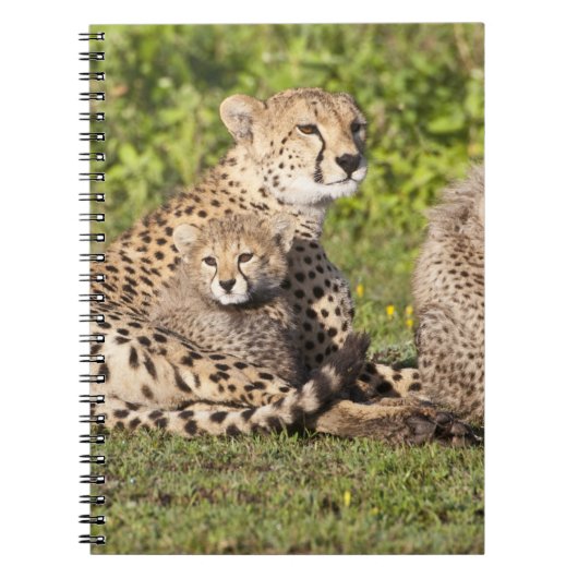 Afrika. Tanzania. Cheetah moeder en cubs 2 Notitieboek (Voorkant)