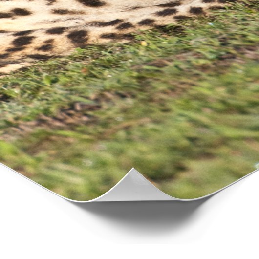 Afrika. Tanzania. Cheetah moeder en cubs 2 Poster (Hoek)