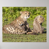 Afrika. Tanzania. Cheetah moeder en cubs 2 Poster (Voorkant)