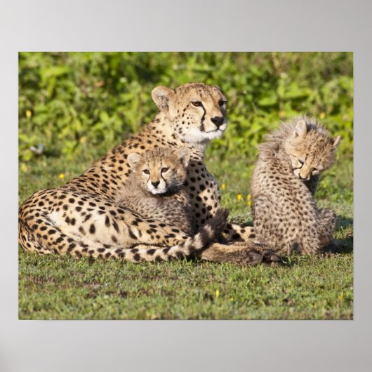 Afrika. Tanzania. Cheetah moeder en cubs 2 Poster (Voorkant)