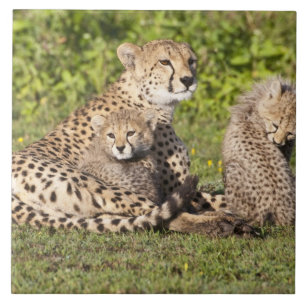 Afrika. Tanzania. Cheetah moeder en cubs 2 Tegeltje