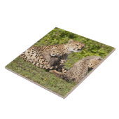 Afrika. Tanzania. Cheetah moeder en cubs 2 Tegeltje (Zijkant)