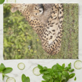 Afrika. Tanzania. Cheetah moeder en cubs 2 Theedoek (Gevouwen)