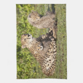 Afrika. Tanzania. Cheetah moeder en cubs 2 Theedoek (Verticaal)