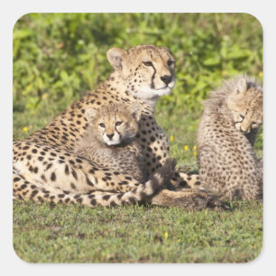 Afrika. Tanzania. Cheetah moeder en cubs 2 Vierkante Sticker