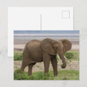 Afrika. Tanzania. Elephant bij Lake Manyara NP. Briefkaart (Voorkant / Achterkant)