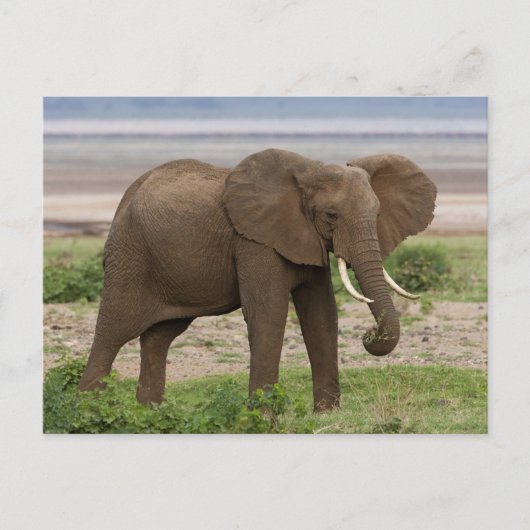 Afrika. Tanzania. Elephant bij Lake Manyara NP. Briefkaart (Voorkant)