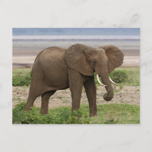 Afrika. Tanzania. Elephant bij Lake Manyara NP. Briefkaart