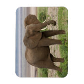 Afrika. Tanzania. Elephant bij Lake Manyara NP. Magneet (Verticaal)
