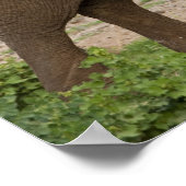 Afrika. Tanzania. Elephant bij Lake Manyara NP. Poster (Hoek)