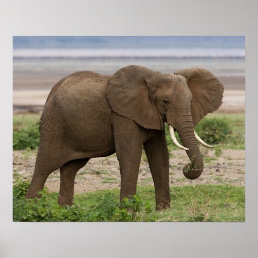 Afrika. Tanzania. Elephant bij Lake Manyara NP. Poster (Voorkant)