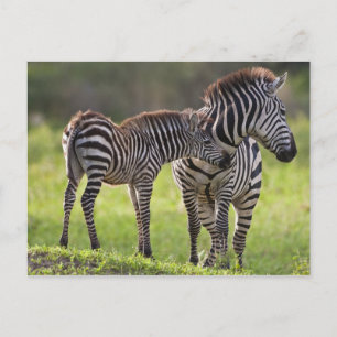 Afrika. Tanzania. Gewone zebra moeder en baby Briefkaart